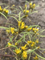 Pectis angustifolia