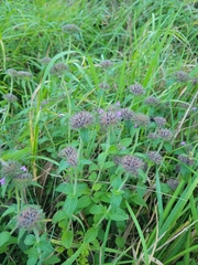 Clinopodium vulgare