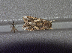 Spodoptera ornithogalli