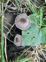 Pluteus thomsonii