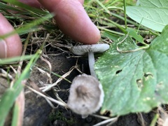 Pluteus thomsonii