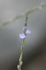 Verbena halei