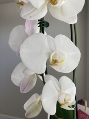 Phalaenopsis