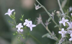 Stenaria nigricans