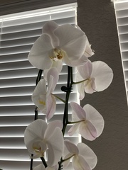Phalaenopsis