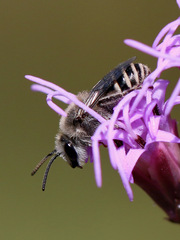Colletes longifacies