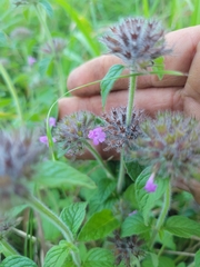 Clinopodium vulgare