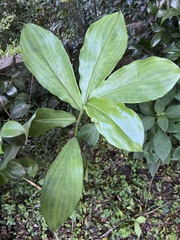 Costaceae