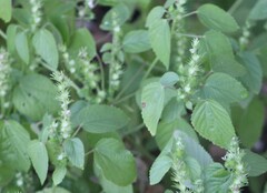 Acalypha ostryifolia