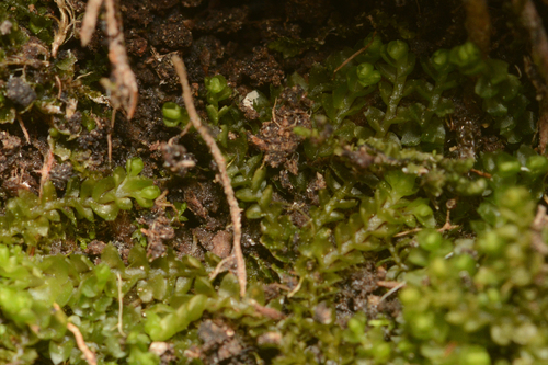 Great Mountain Flapwort (Harpanthus flotovianus)
