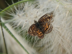 Phyciodes graphica graphica