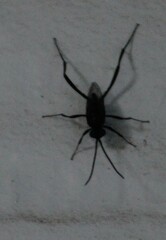 Evania appendigaster