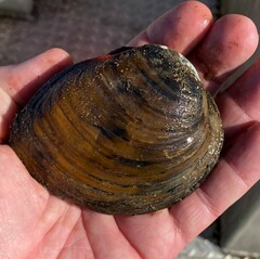 Ellipsaria lineolata