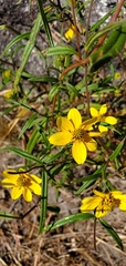 Helianthus porteri