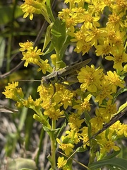 Melanoplini