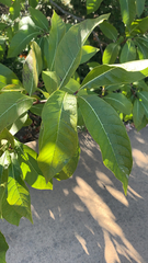 Chionanthus virginicus