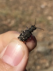 Cicindela duodecimguttata