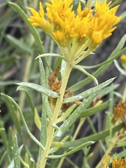 Isocoma pluriflora