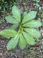 Costaceae