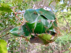 Oecophylla longinoda