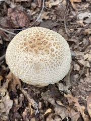 Amanita cokeri