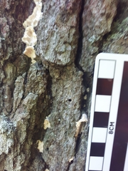 Agrilus