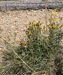 Heterotheca cinerascens