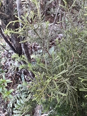 Halocarpus biformis