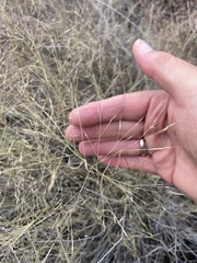 Muhlenbergia porteri