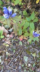Gentiana saponaria