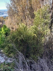 Halocarpus biformis