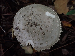 Amanita solitaria