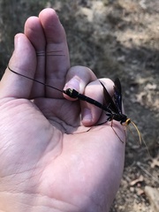 Megarhyssa atrata