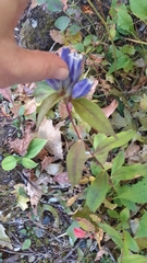 Gentiana saponaria