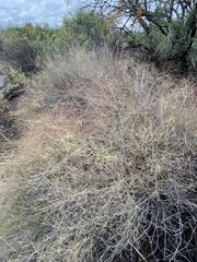 Muhlenbergia porteri