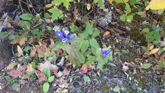 Gentiana saponaria