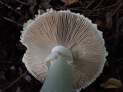 Amanita solitaria