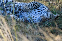 Panthera pardus pardus