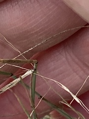 Muhlenbergia porteri
