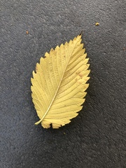 Ulmus americana