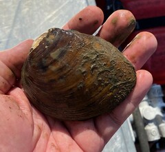 Ellipsaria lineolata