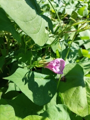 Ipomoea trifida