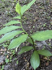 Costaceae