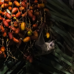 Rousettus aegyptiacus