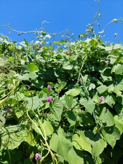 Ipomoea trifida