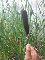 Typha domingensis