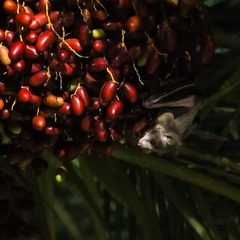 Rousettus aegyptiacus