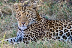 Panthera pardus pardus