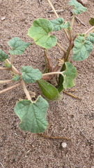 Proboscidea louisianica