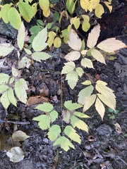 Actaea racemosa